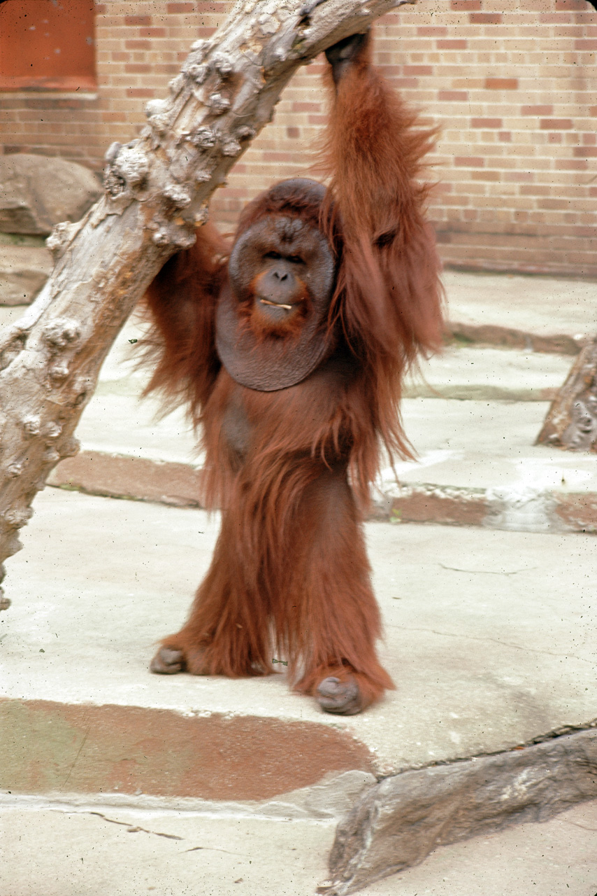 71-08-01, 131, Orang-utan, Bronx Zoo, NY