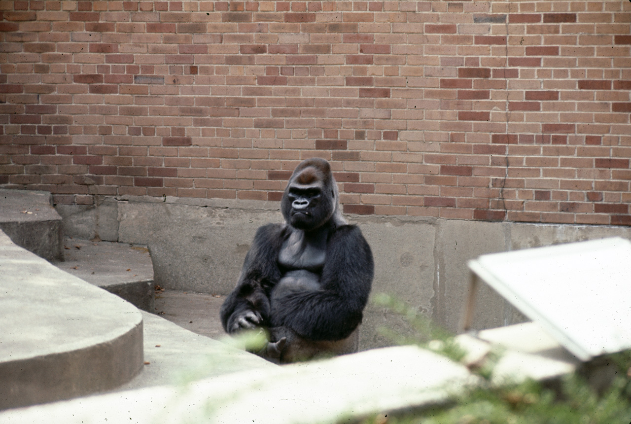 71-08-01, 132, Low Land Gorilla, Bronx Zoo, NY