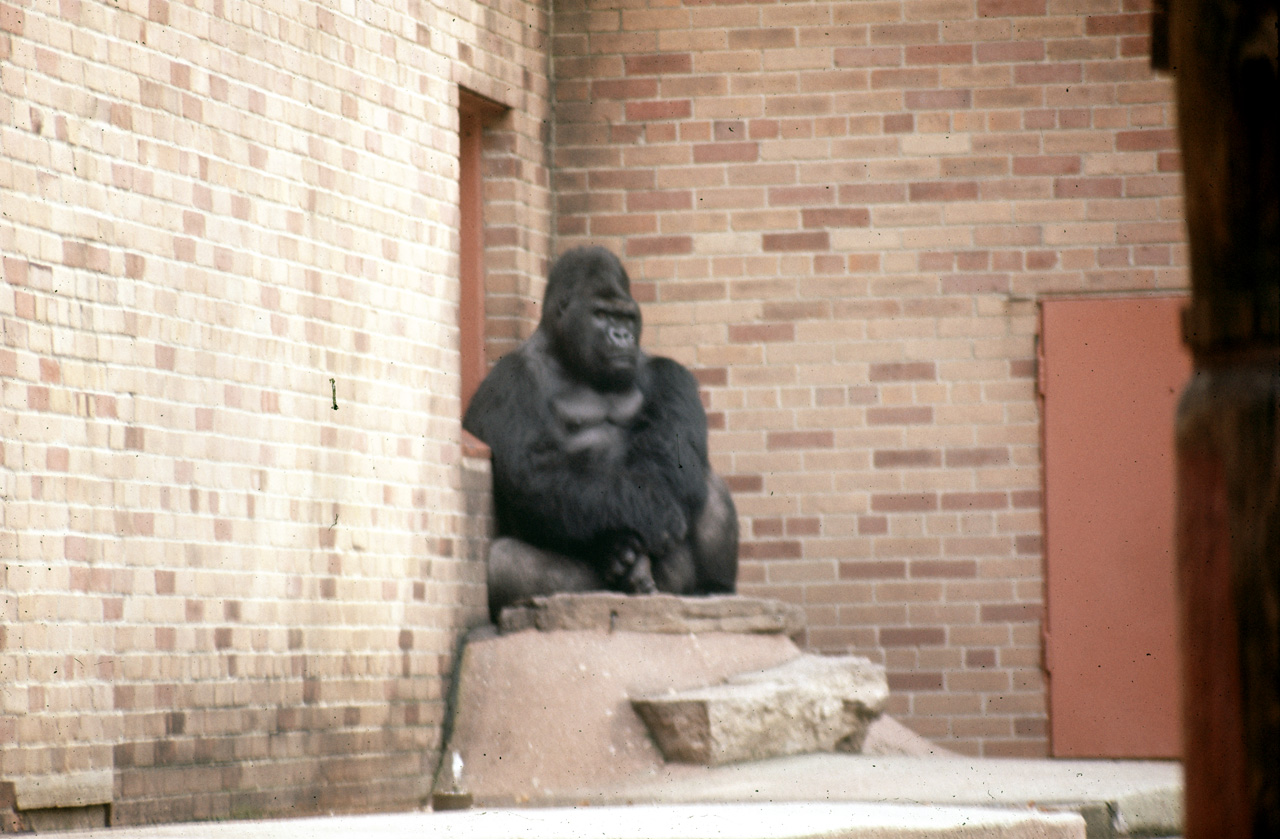 71-08-01, 133, Mountain Gorilla, Bronx Zoo, NY