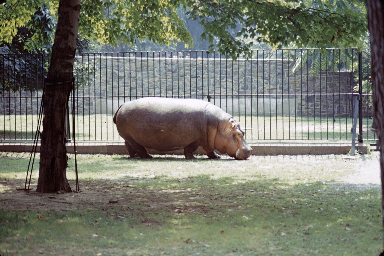 71-08-01, 134, Hippopatamus, Bronx Zoo, NY