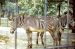 71-08-01, 008, Gravy's Zebra, Bronx Zoo, NY