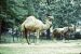 71-08-01, 010, Camel, Bronx Zoo, NY