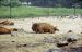 71-08-01, 029, European Bison, Bronx Zoo, NY