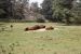 71-08-01, 030, Bison, Bronx Zoo, NY