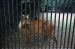 71-08-01, 034, Red Brocket (Deer), Bronx Zoo, NY