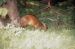 71-08-01, 035, Red Brocket (Deer), Bronx Zoo, NY