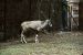 71-08-01, 038, Gemsbok, Bronx Zoo, NY