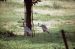 71-08-01, 078, White Naped Crane, Bronx Zoo, NY