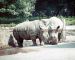 71-08-01, 103, White Rhinosesos, Bronx Zoo, NY