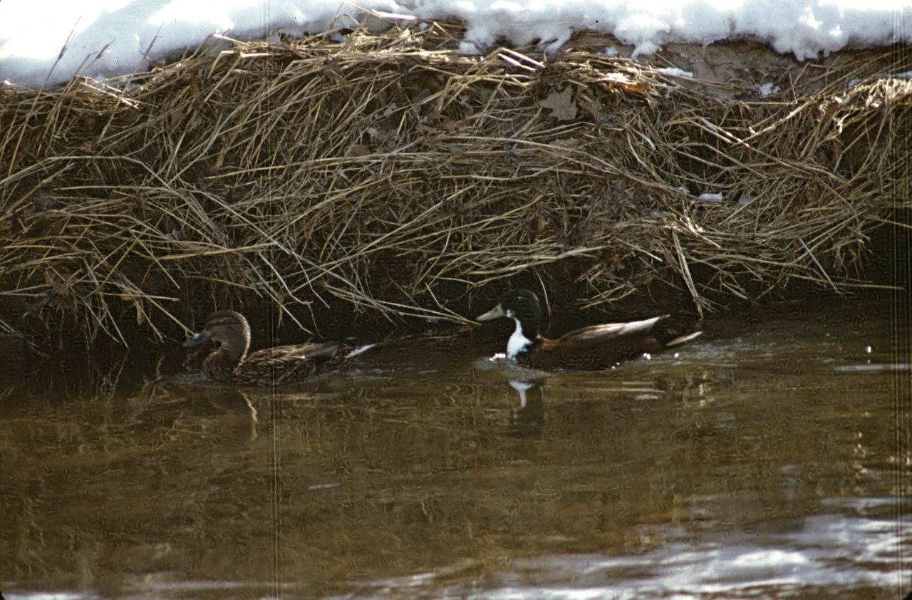 1971-12, 001, Wild Ducks, Saddle River Park, NJ