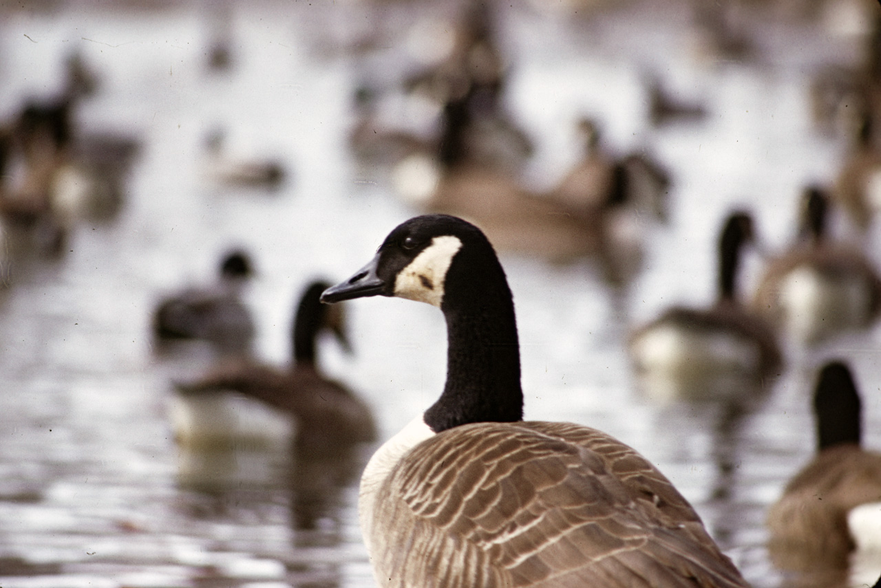 1971-12, 002, Wild Geese, Saddle River Park, NJ