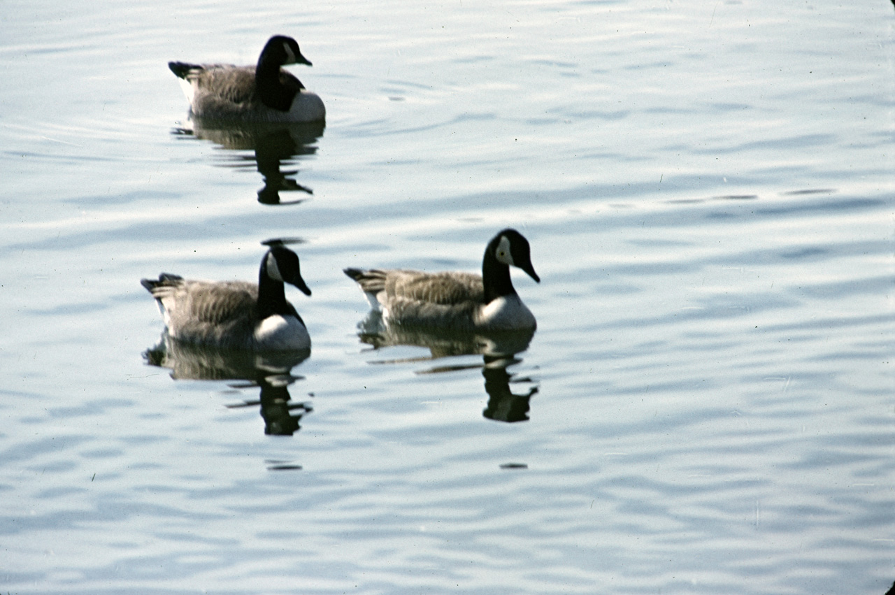 1971-12, 007, Wild Geese, Saddle River Park, NJ