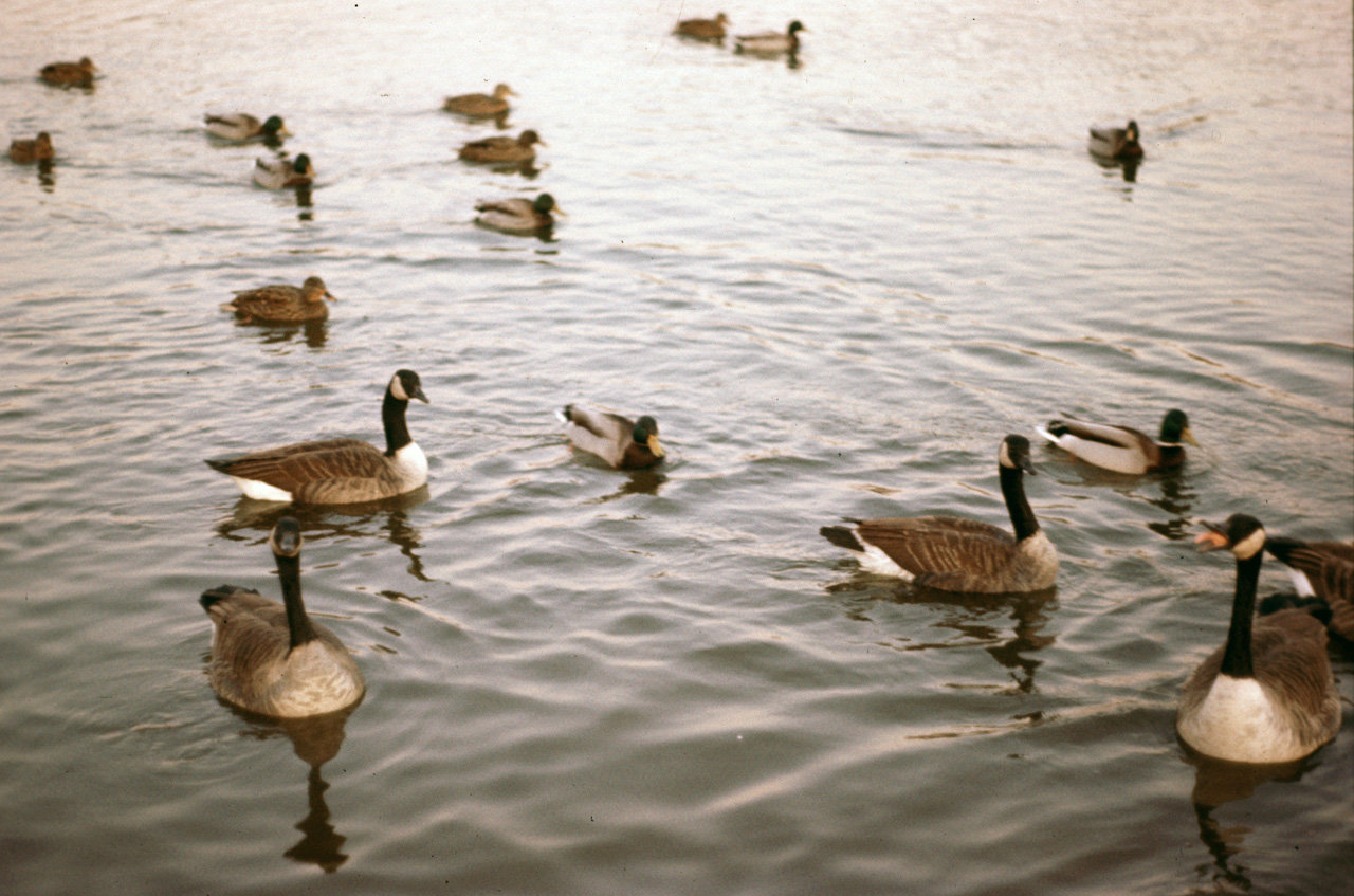 1976-01-01, 006, Duck in Saddle Brook Lake, New Jersey