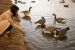 1976-01-01, 012, Linda Feeding Ducks in Saddle Brook Lake, NJ