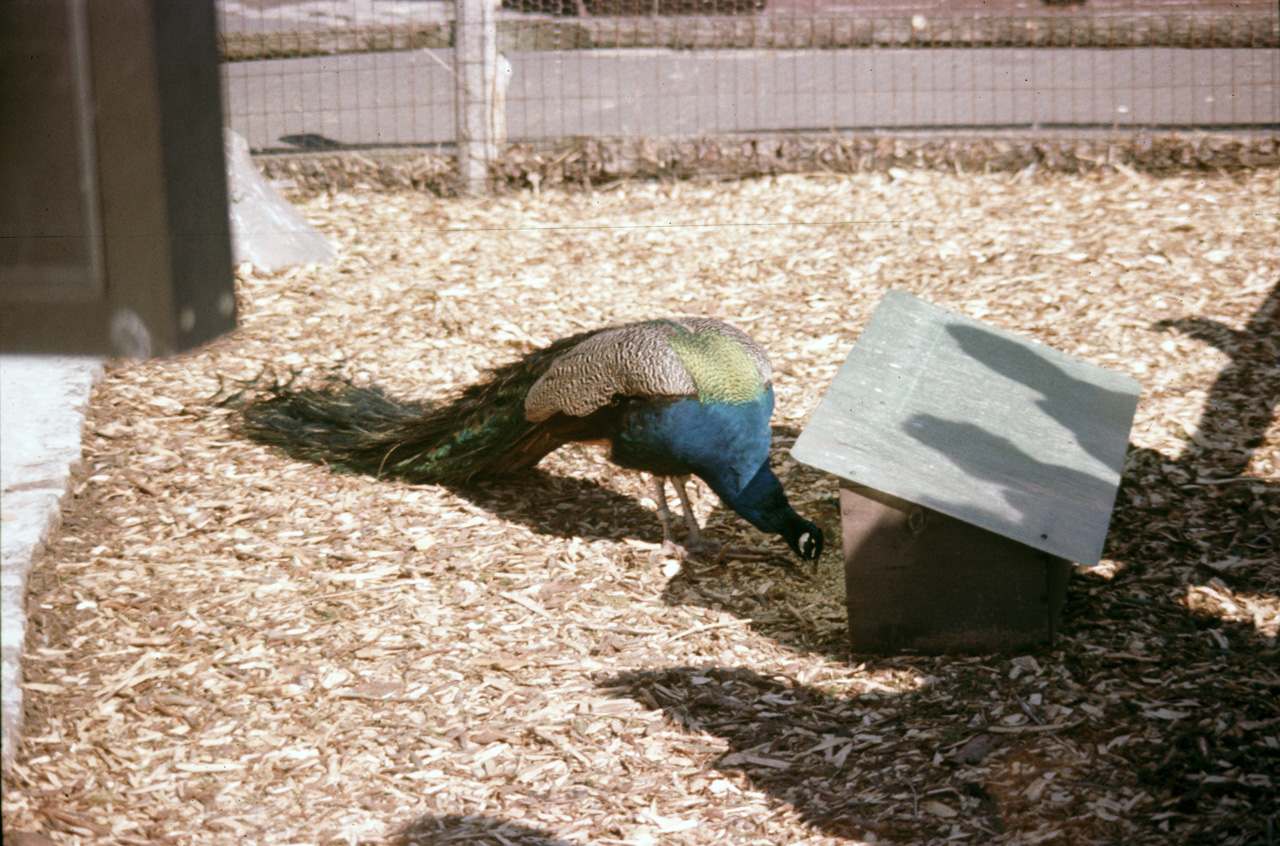 1976-05-01, 002, Turlte Back Zoo, New Jersey