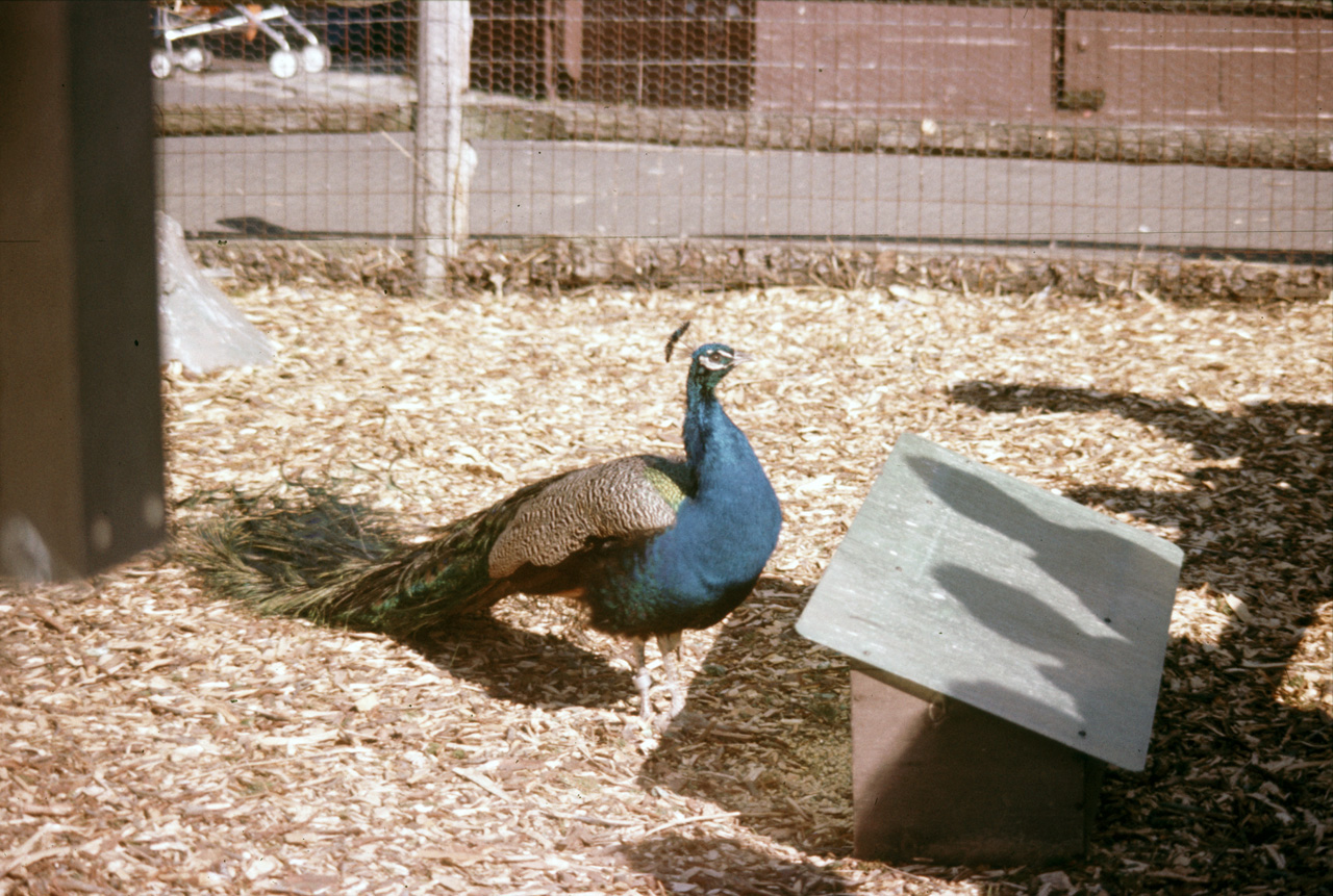 1976-05-01, 004, Turlte Back Zoo, New Jersey