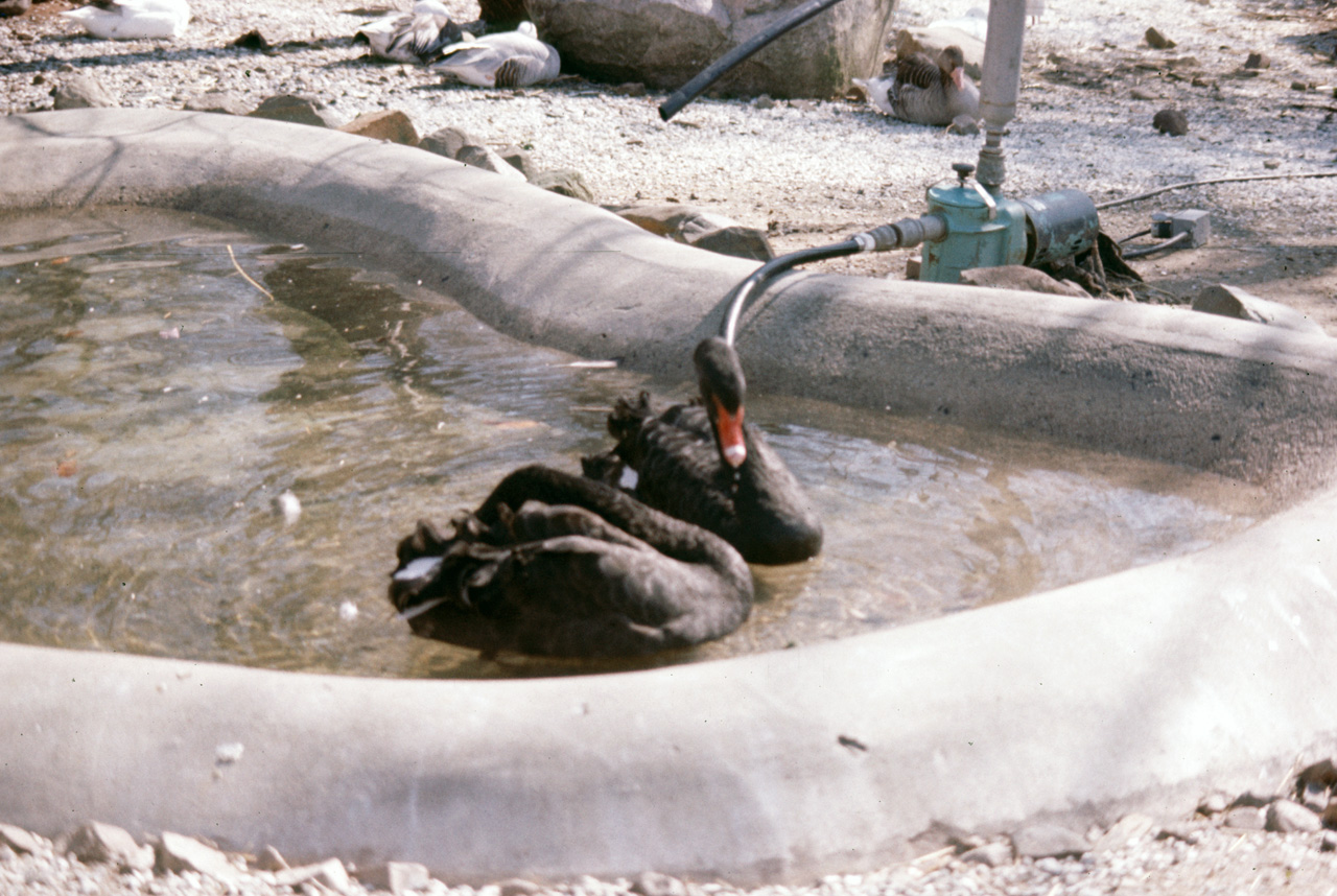 1976-05-01, 009, Turlte Back Zoo, New Jersey