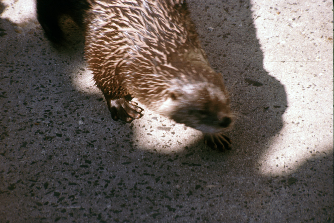 1976-05-01, 021, Turlte Back Zoo, New Jersey