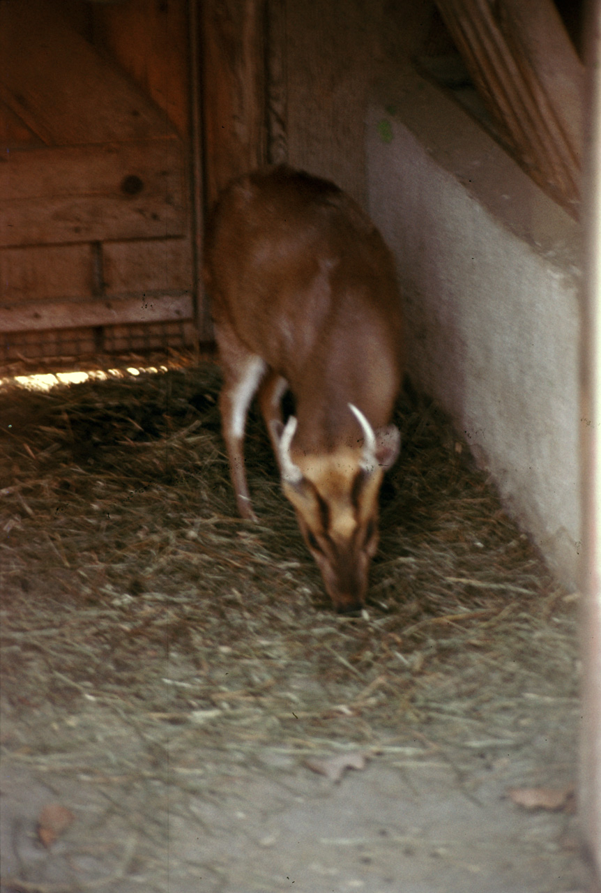 1976-05-01, 022, Turlte Back Zoo, New Jersey