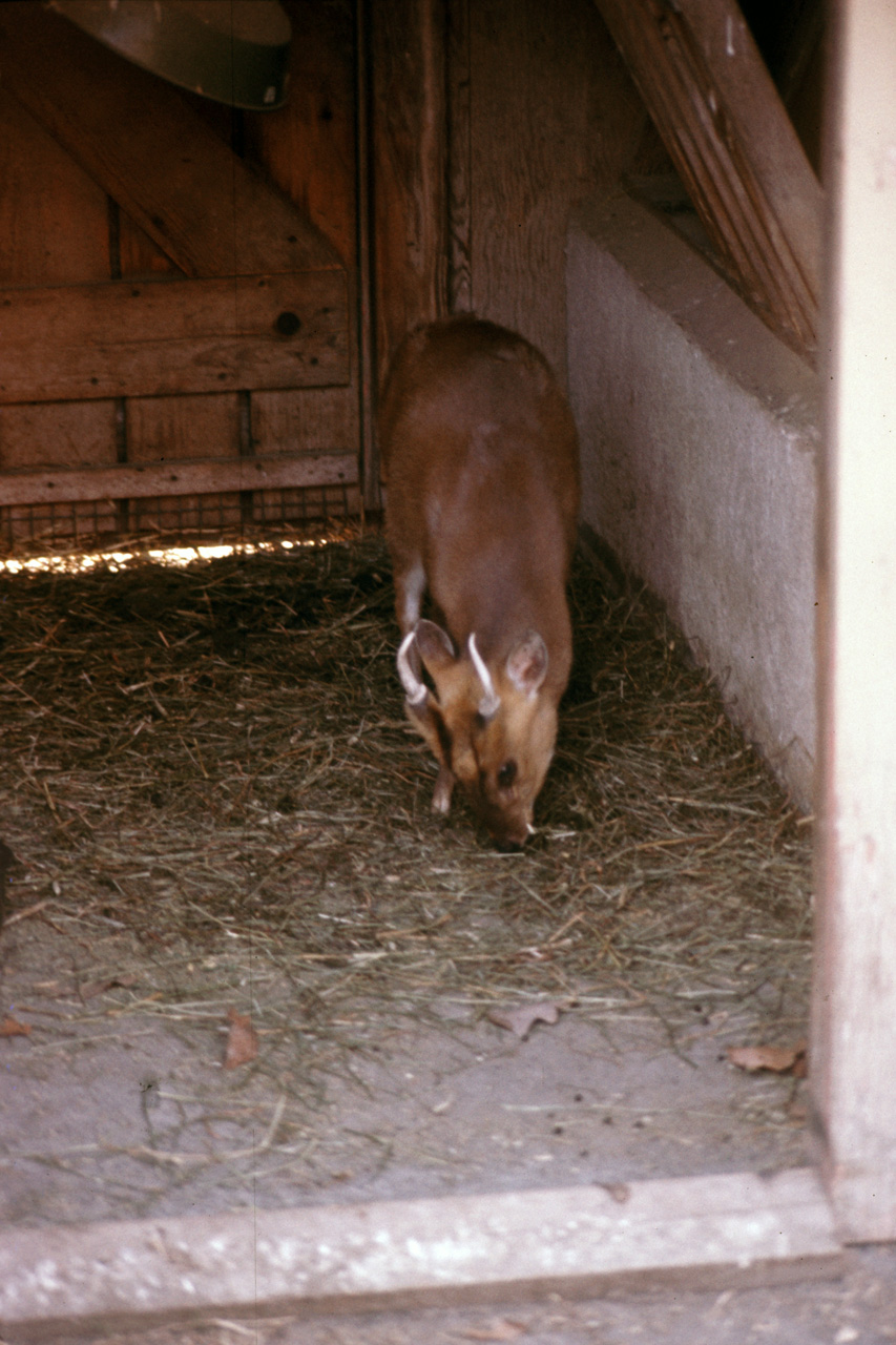 1976-05-01, 023, Turlte Back Zoo, New Jersey