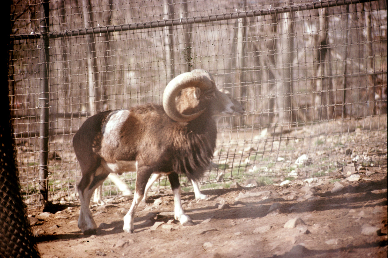 1976-05-01, 026, Turlte Back Zoo, New Jersey