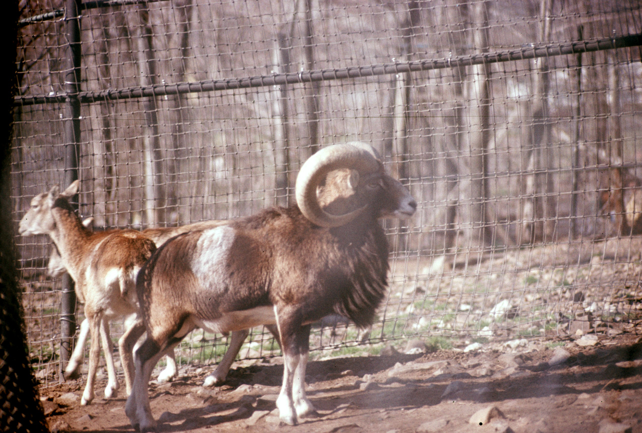 1976-05-01, 027, Turlte Back Zoo, New Jersey