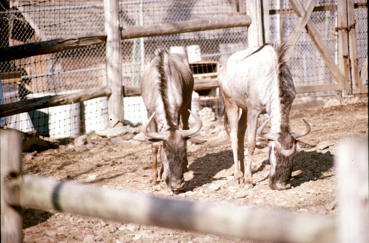 1976-05-01, 028, Turlte Back Zoo, New Jersey