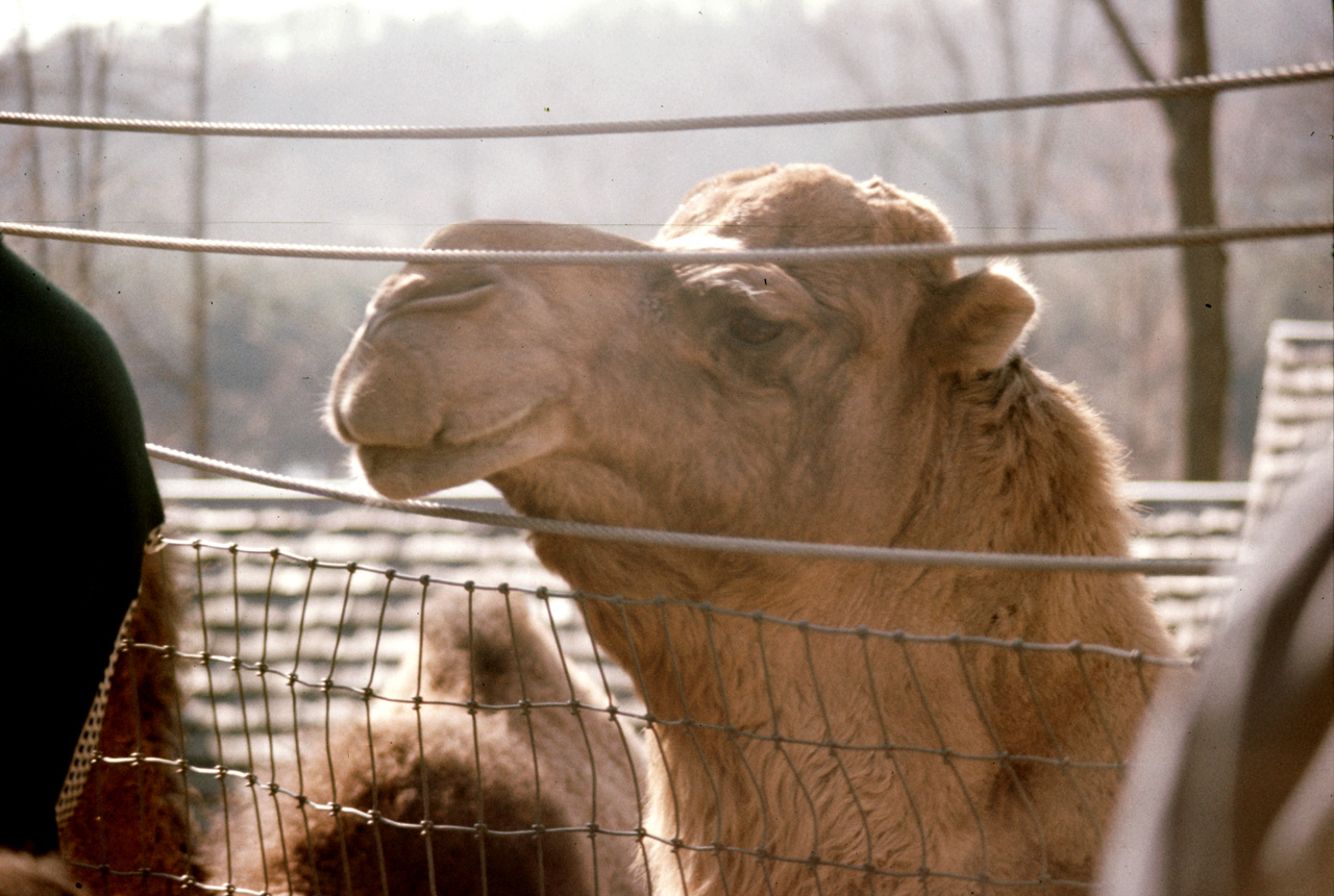 1976-05-01, 031, Turlte Back Zoo, New Jersey