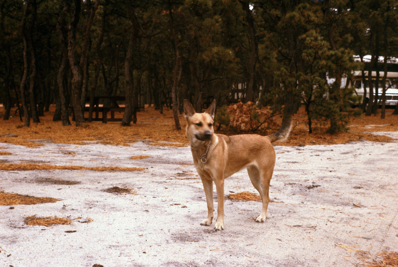 1977-11-24, 002, Rockey, Cape Cod, MA