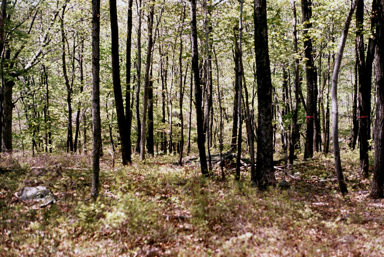 1980-05-01, 005, Land, Dingmans Ferry, PA