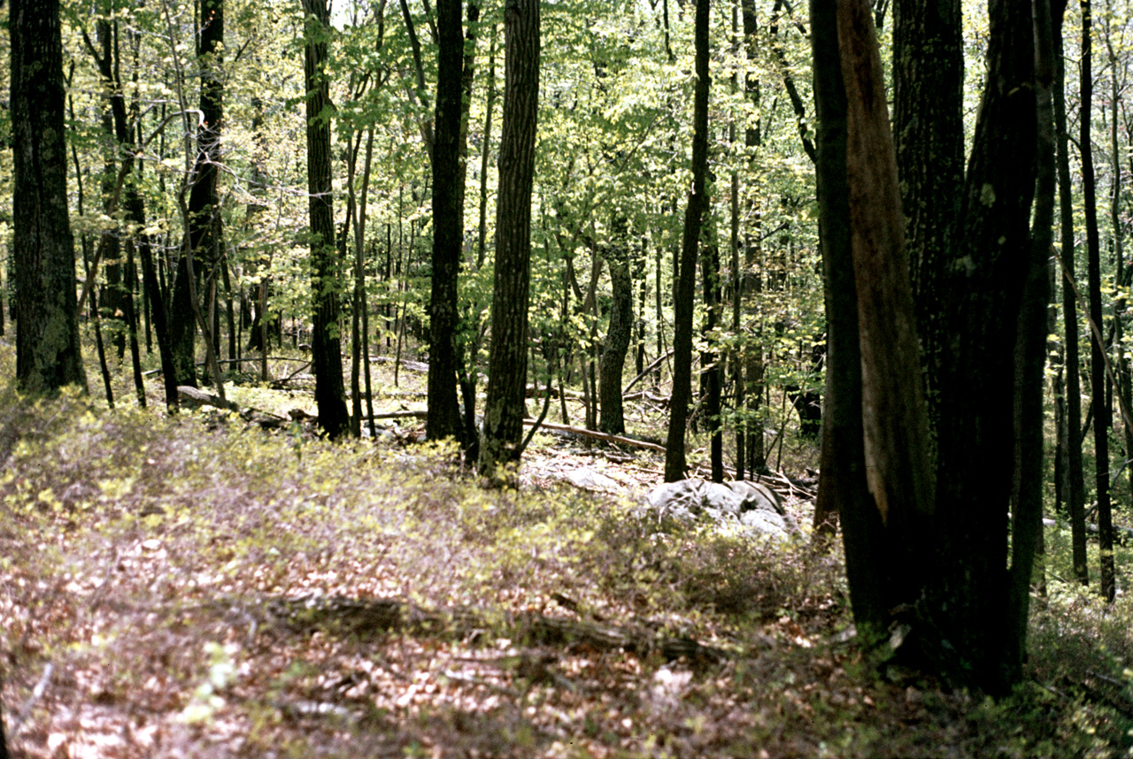 1980-05-01, 006, Land, Dingmans Ferry, PA