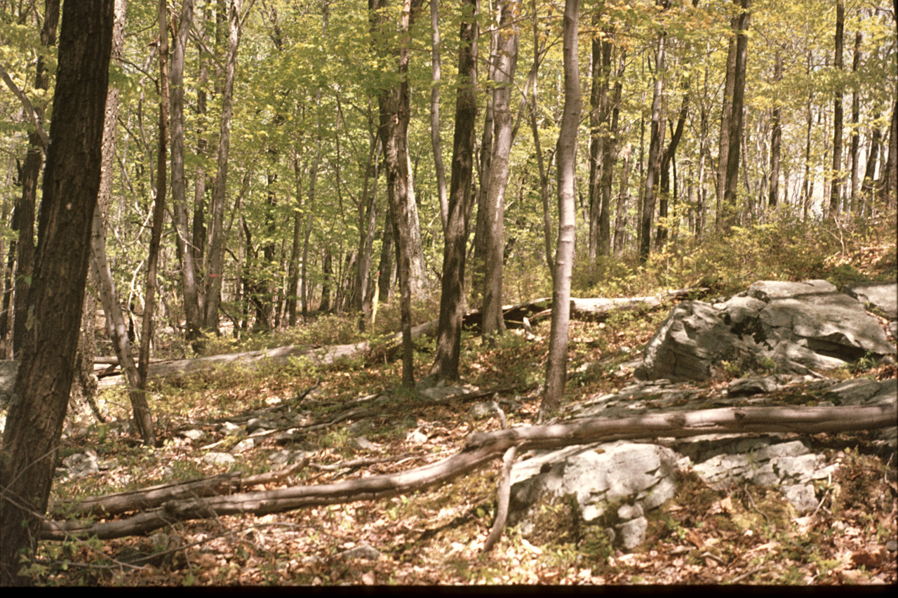 1980-05-01, 008, Land, Dingmans Ferry, PA