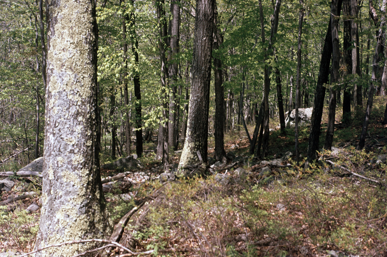 1980-05-01, 011, Land, Dingmans Ferry, PA