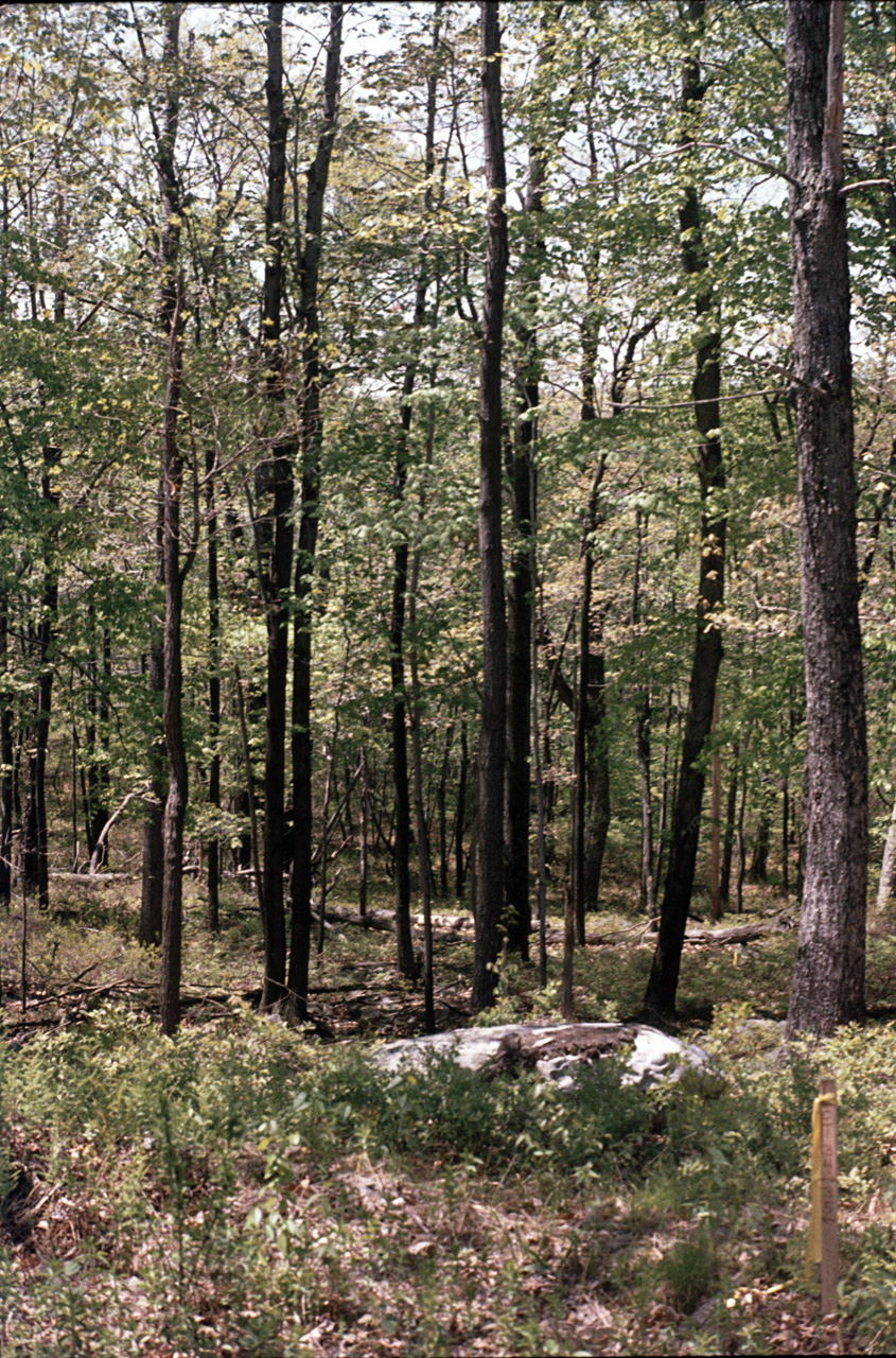 1980-05-01, 013, Land, Dingmans Ferry, PA