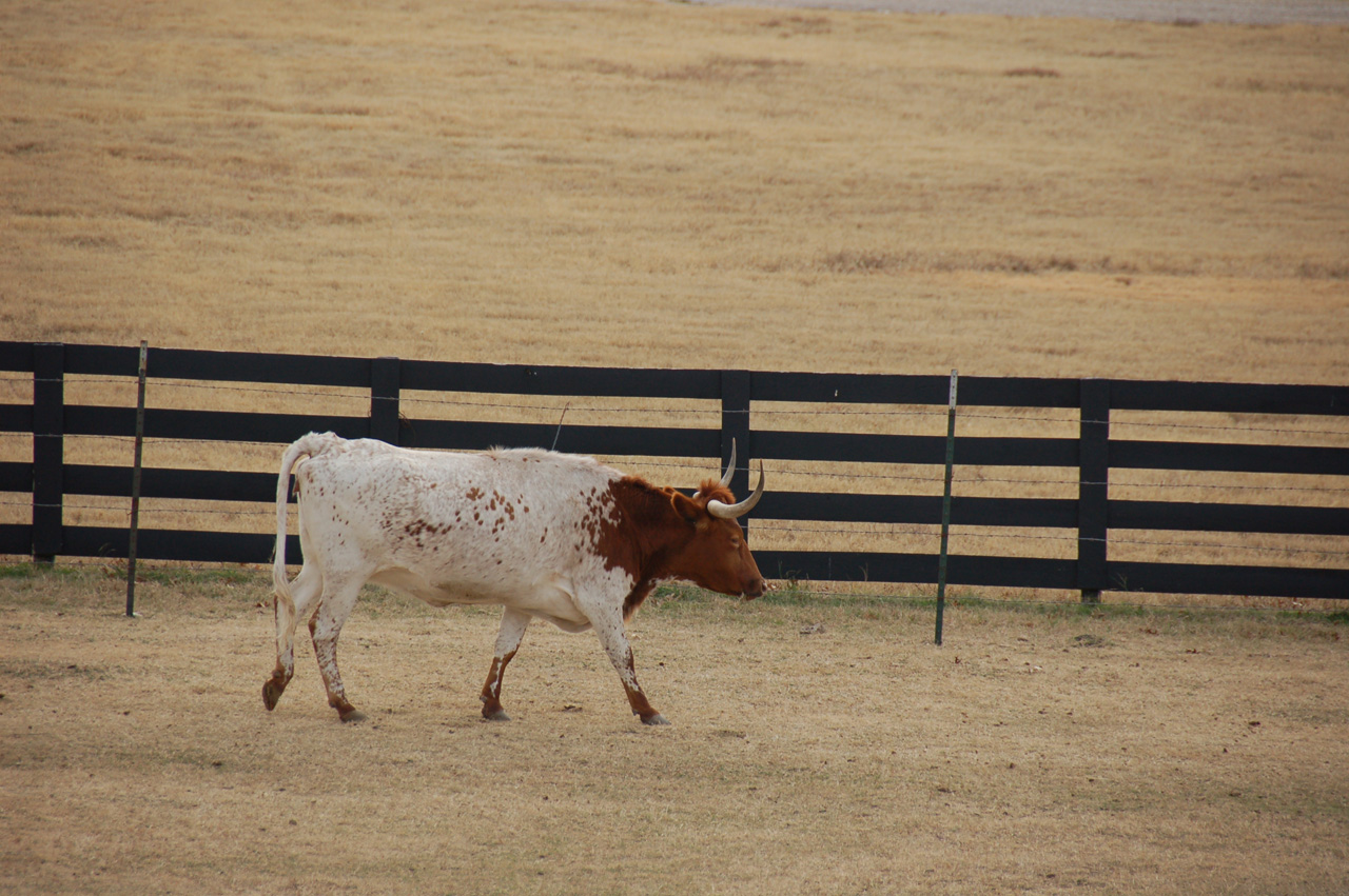 08-12-12, 032, South Fork, Dallas, TX